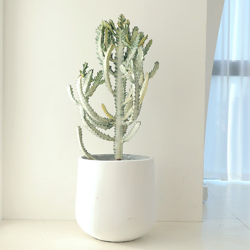 【送货到家】白龙骨盆栽白帝锦ins冷淡风网红室内外绿植仙人掌大型