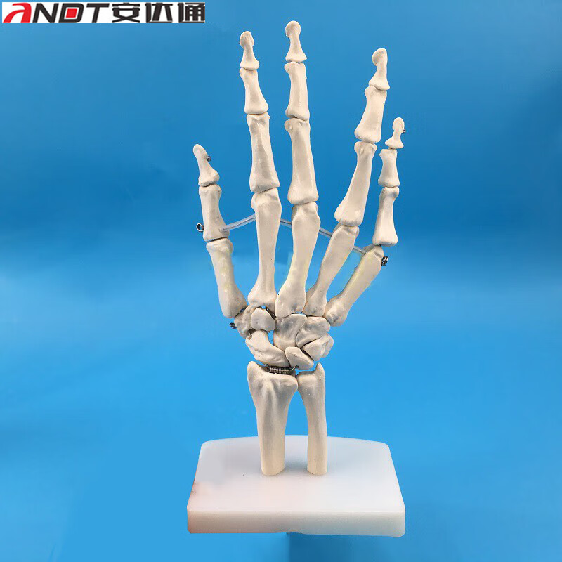 安达通  人体手骨 手关节附韧带模型 人体手指骨骼模型 手部手掌骨骼