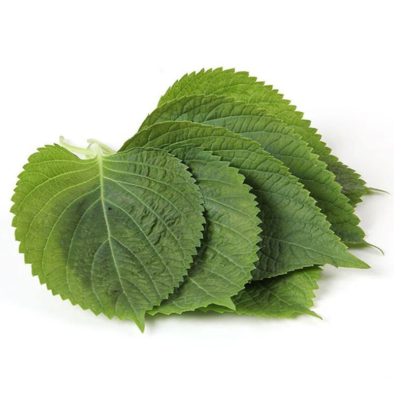 【精选s级】家乡情东北苏子叶韩国烤肉叶包饭叶日式料理紫苏寿司农家