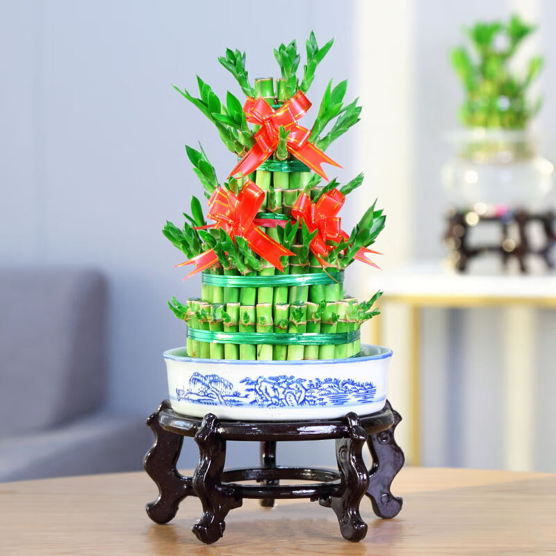 室内盆栽花卉植物竹塔转运发财竹办公室净化空气 五层 陶瓷盆 架子