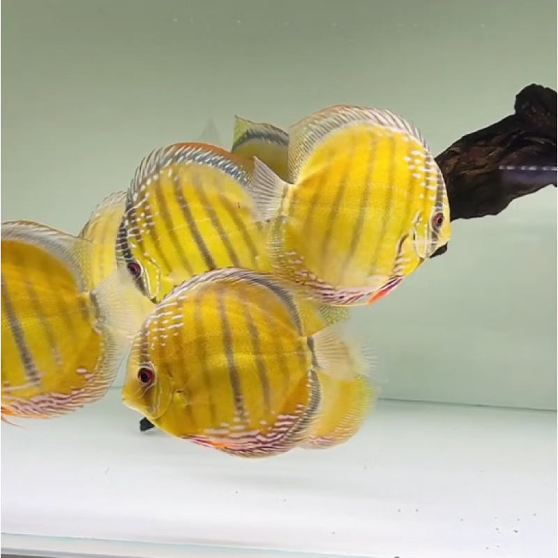 七彩神仙鱼热带鱼观赏鱼精品高端财神松石老虎狗中小型活体鱼 4-5厘米