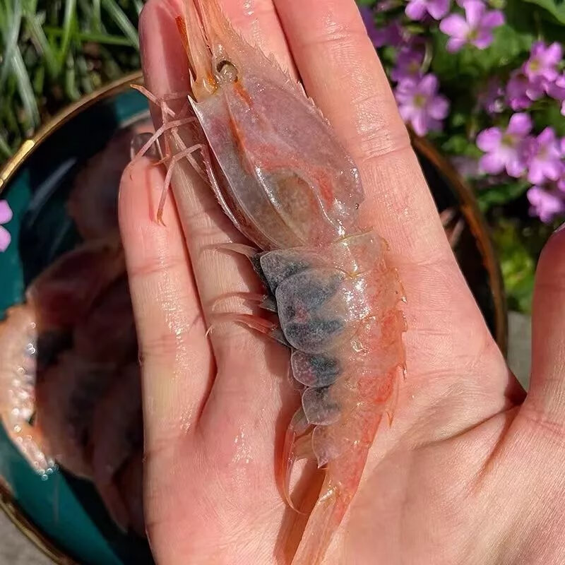 国产牡丹虾新鲜鲜活刺身甜虾特大蝴蝶虾冷冻海鲜生腌虾日料食材 500g