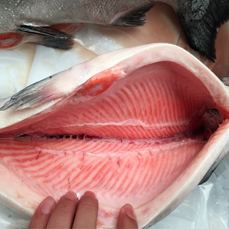 聚鲜品挪威进口冰鲜整条三文鱼(大西洋鲑)14-12斤一条 可选择发货方式 要整条发出