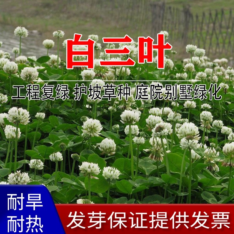 誉满园进口白三叶草种子红花三叶草种籽四季草种子绿化三叶草籽耐寒