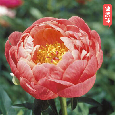 根块多年生花卉四季盆栽花苗适合冬天种的花室内庭院植物带花 锦绣球