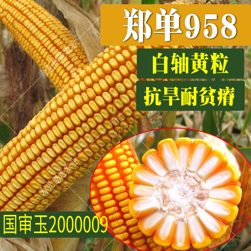 种籽杂交玉米种子郑单958农业春季夏季种植饲料种孑 畅销20年经典品种