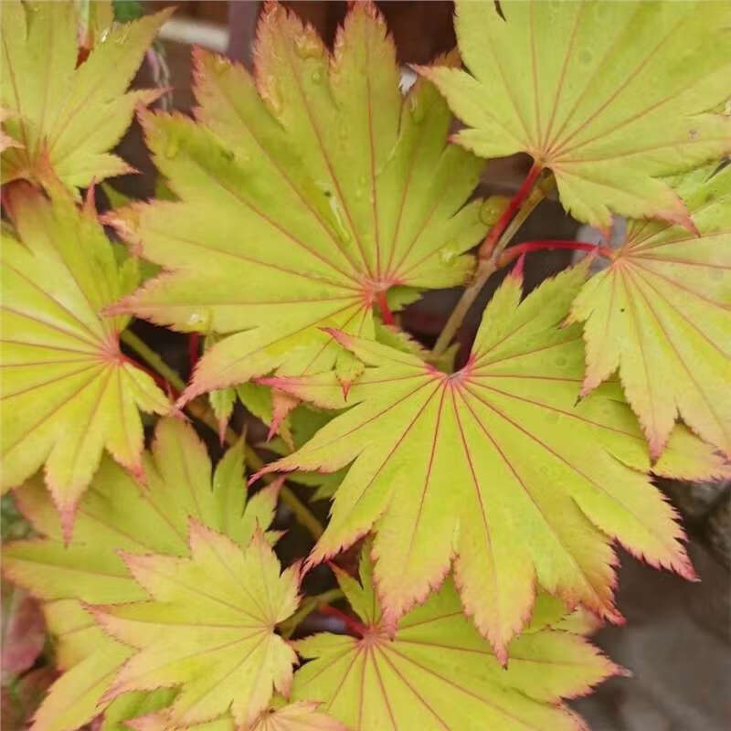 金隐枫树 名贵植物 日本枫树 品种枫树 团扇枫 庭院阳台别墅绿植 联系
