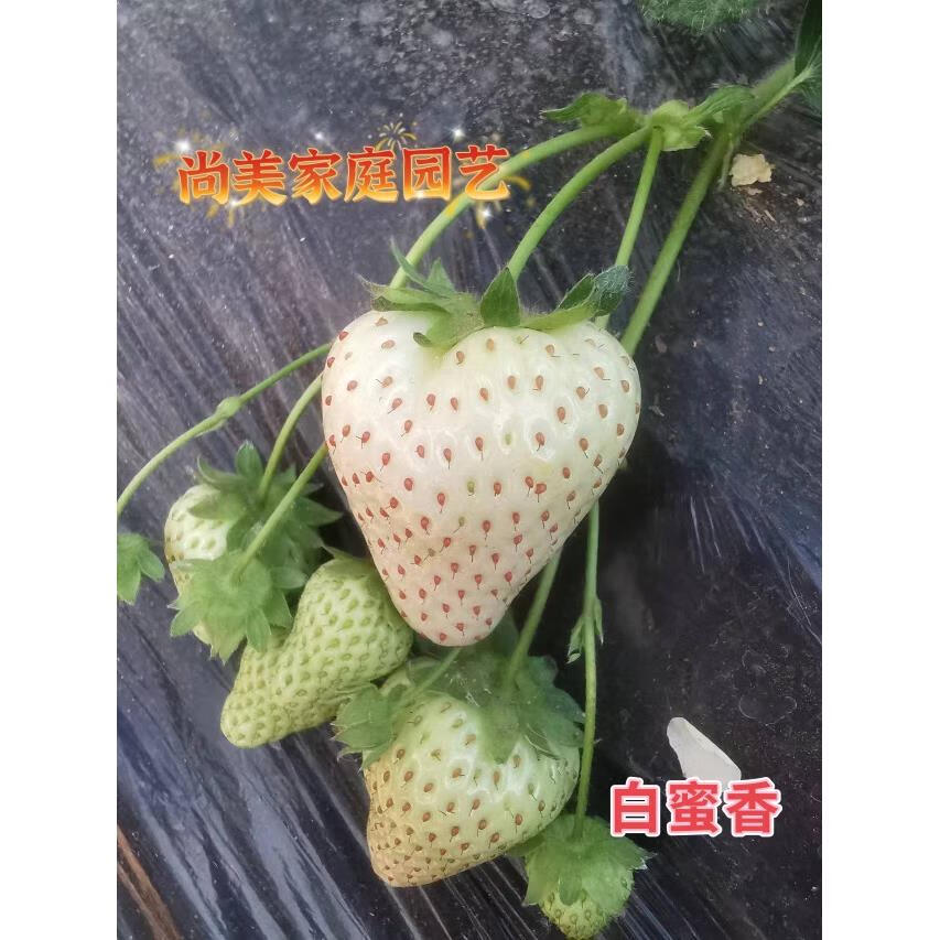草莓苗果树阳台种植草莓穴盘苗室内庭院种植天冷苗小 白蜜香穴盘苗1颗