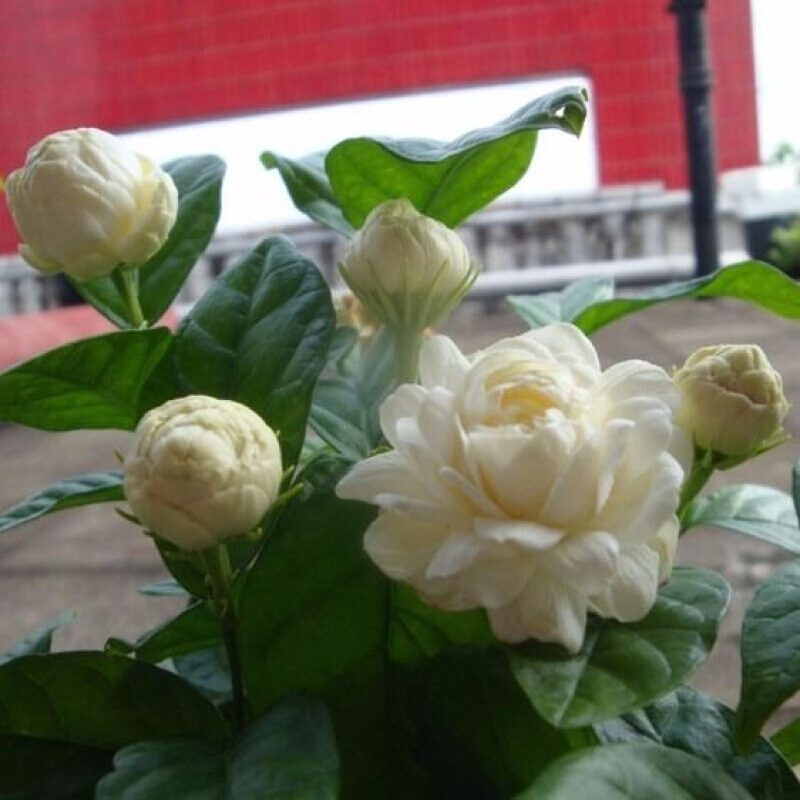 虎头茉莉【重瓣】 不含盆