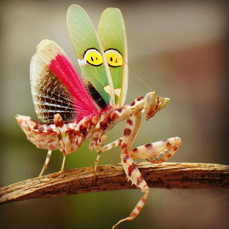 oimg现货【云南眼斑螳螂】活体宠物昆虫爬虫中华大刀螳螂 云南眼斑3l