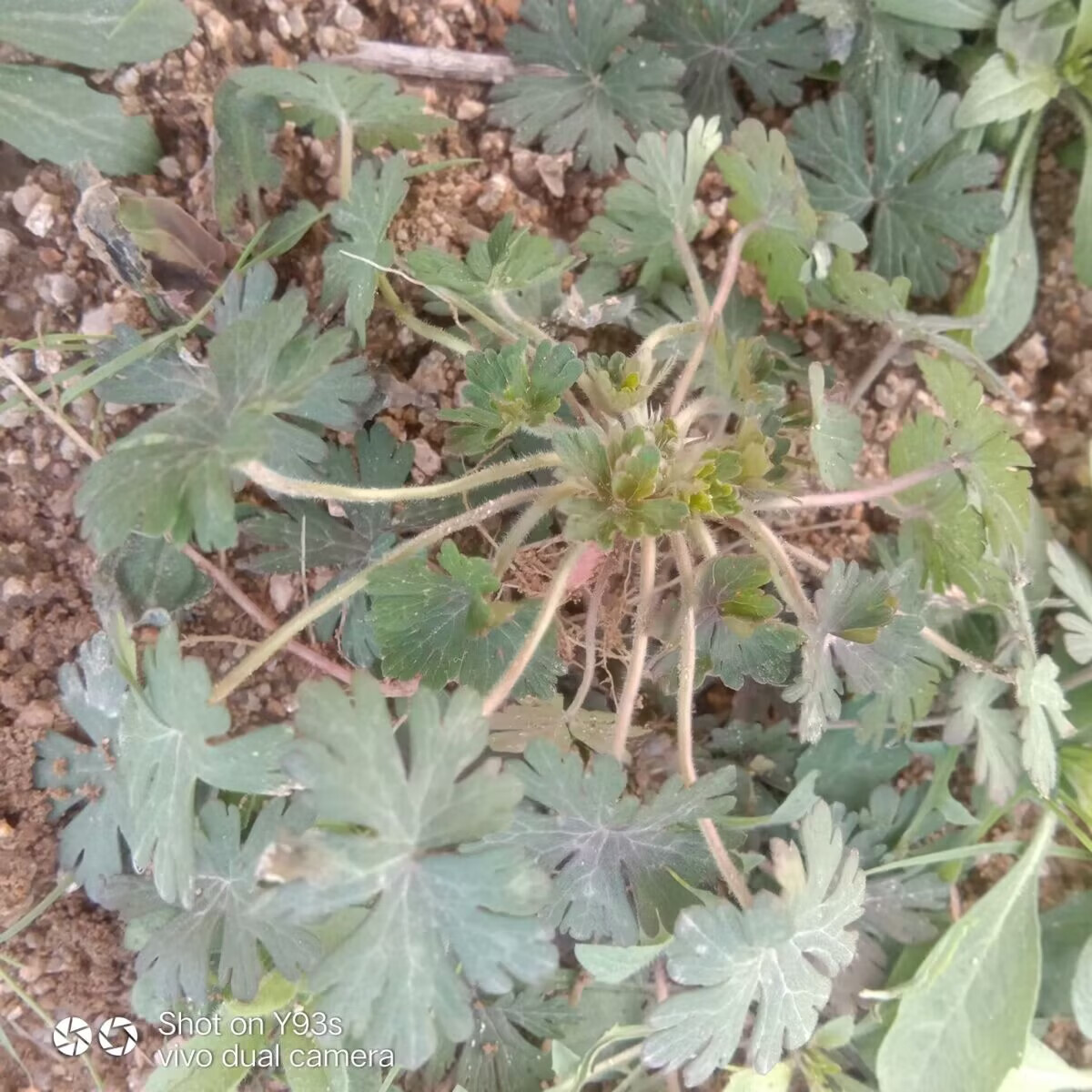 姒桀野老鹳草老鹤草老鸦嘴老贯筋生扯拢老灌嘴五叶草老贯草破铜钱