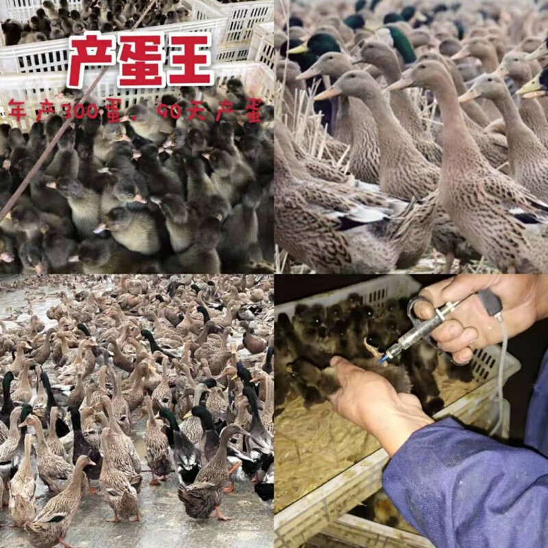 20只装麻鸭苗金定麻鸭苗苗蛋鸭苗康贝尔鸭苗江南蛋鸭苗金定鸭苗