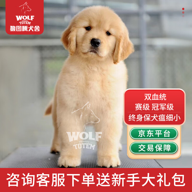 京狼图腾双血统级 金毛幼犬 活体宠物狗狗活体赛级纯种金毛犬 中型犬 双血统B级属于什么档次？