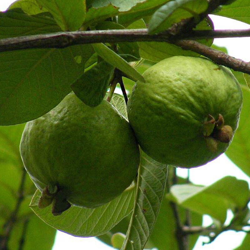 秋之果香 番石榴苗红心西瓜芭乐树苗正宗四季珍珠番石榴果树苗当年