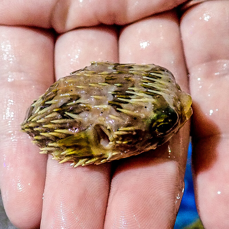 海水鱼刺豚活体活物气泡鱼河鲀海水缸观赏鱼运输包活-岚黛 刺豚 尺寸