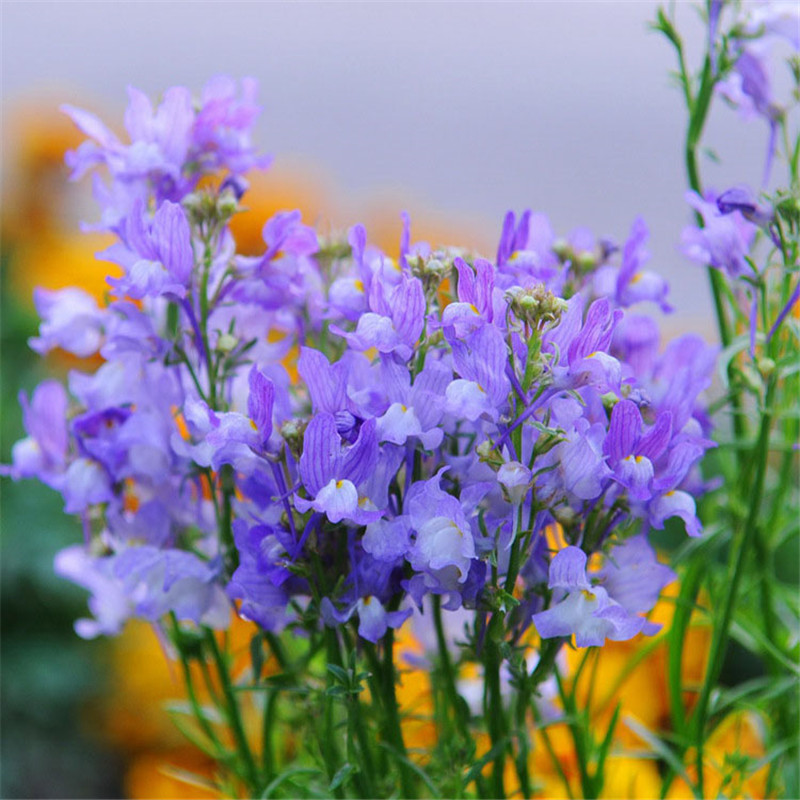好客花乡柳穿鱼种子四季播易种景观花海庭院花种子夏秋季种百日菊好客