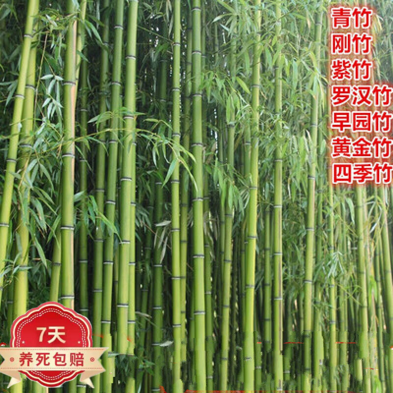 中梦  竹子苗 竹子苗竹苗篱笆围墙青竹紫竹罗汉竹盆栽大型观赏户外地