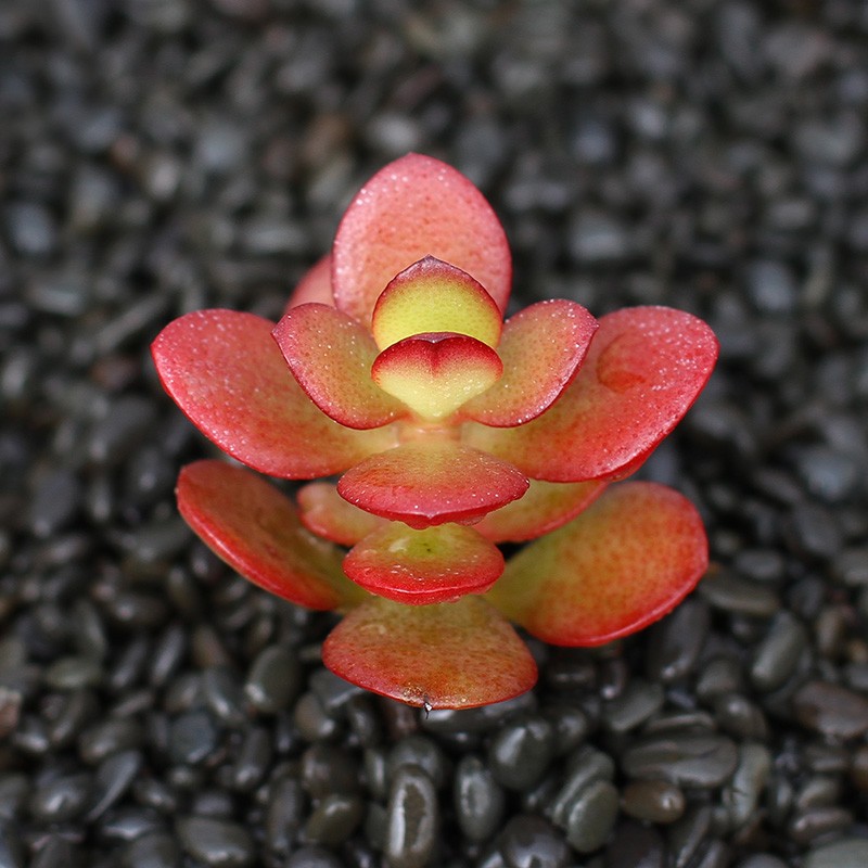 ��ɼ԰��manshanyuan������ֲ����������������«��ֲ����ɫ������׮���ڿ�����ֲ���� 5cm���컨�� ������