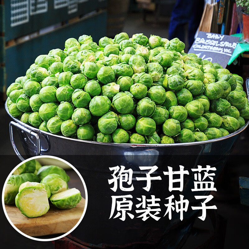 北蔬 孢子甘蓝种子四季蔬菜苗 抱子甘蓝种子 20粒精品原装