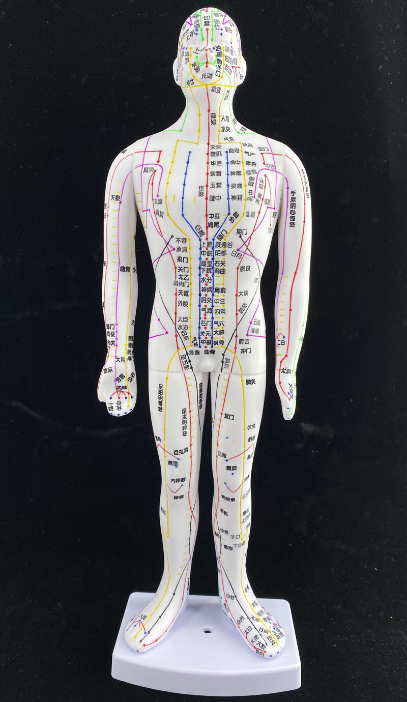 科威顿(keweidun)超清晰经络通男女人体模型人体经络图中医铜人针灸