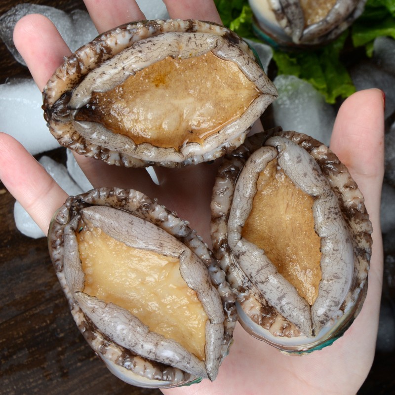 鲜拔头筹 青岛鲜活大鲍鱼 大号鲍鱼 鲜活冷冻生鲜贝类 火锅烧烤海鲜