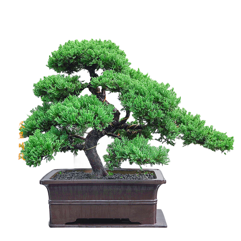 潮裕盆景日本系魚(yú)川真柏盆景辦公室客廳大型綠植室內(nèi)真樹(shù)盆栽老樁造型擺件 真柏盆景33 帶盆栽好