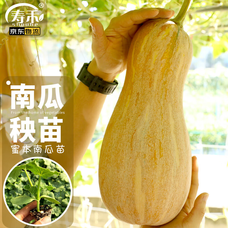 寿禾 蜜本南瓜苗板栗南瓜蔬菜苗 蜜本南瓜苗5棵
