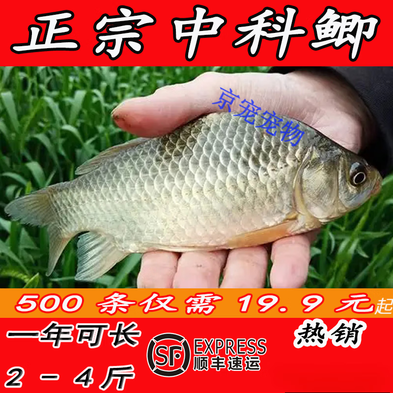采缇(caiti)大品种中科五号鲫鱼土鲫大阪鲫鱼淡水养殖食用 中科鲫2-4