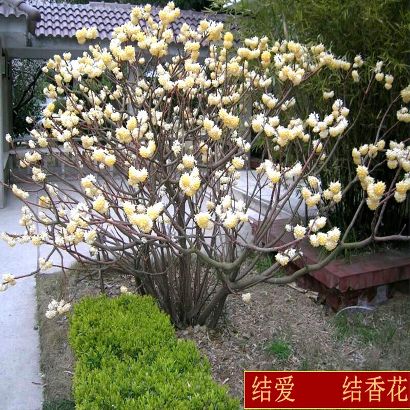 桌面有花结香花树苗阳台盆栽庭院耐寒植物花卉打结花苗喜花树梦冬花