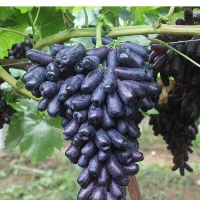 涉鲜者蓝宝石无籽葡萄美人指黑美人提子新鲜水果整箱 特级果【品 净重