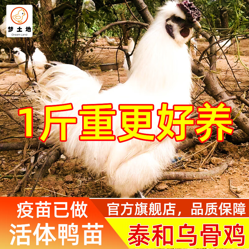 虹弦见一斤纯种泰和乌鸡快大型鸡白毛乌鸡宠物活体白凤鸡脱温苗活小鸡