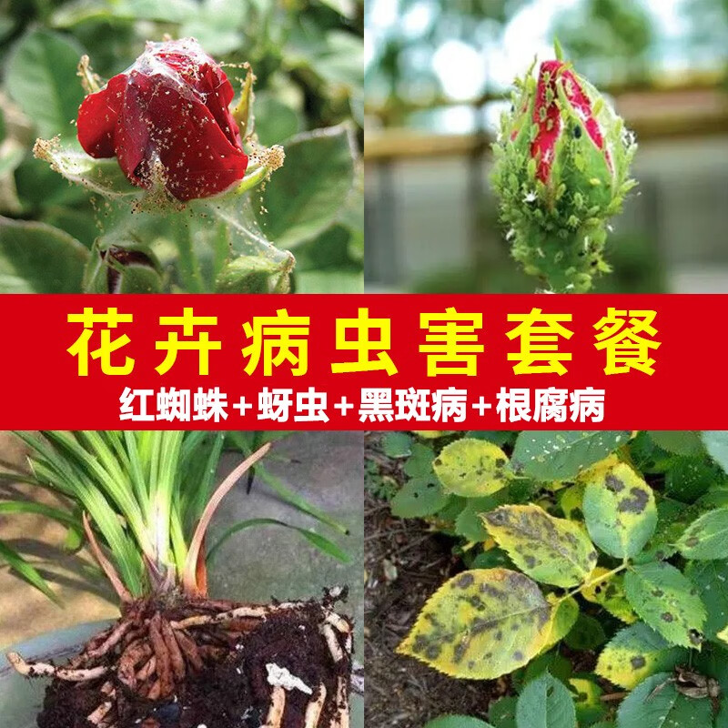 蚜虫蚧壳虫蓟马杀虫剂白粉病黑斑病专用药月季卫士农药杀虫剂杀菌剂