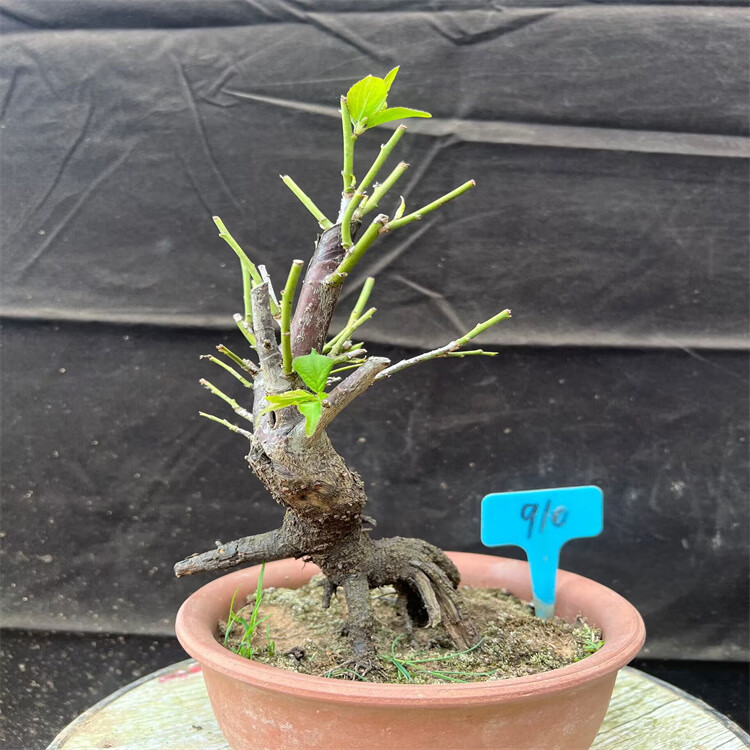 勋狸粑原生白梅盆景玉蝶白梅盆栽白梅花盆景带花苞耐寒花卉植物室内