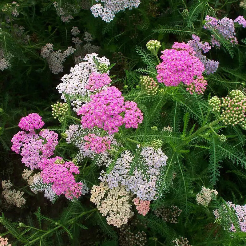 蓍草种子 混色多年生锯草花四季易种耐寒花卉秋播植物花草种籽 蓍草混