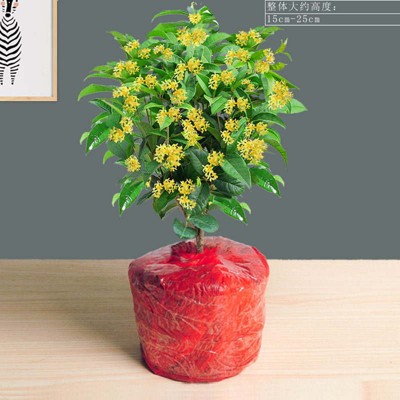 四季桂树苗浓香型花卉植物室内阳台四季开花常绿桌面绿植 桂花不含盆