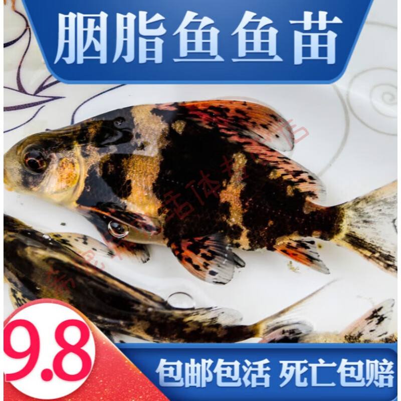 一帆风顺鱼苗胭脂鱼活体家养淡水养殖食用大型冷水好养观赏鱼 胭脂鱼8-10cm20条+2条使用感如何?