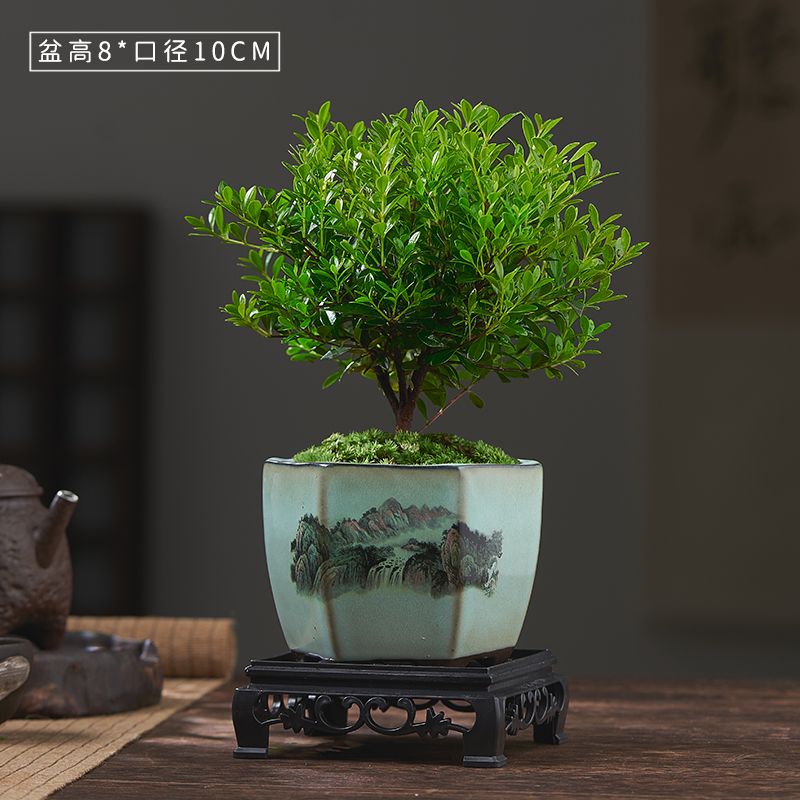 金丝楠木盆裁植物室内净化空气桌面绿植盆栽 赤楠 山水陶瓷盆 方形