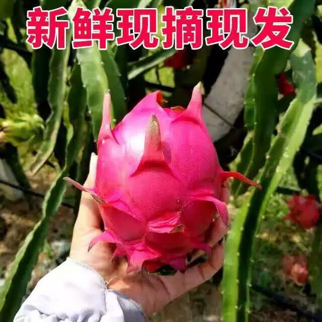 晓筱农场正宗海南红心火龙果5斤装 大果 热带水果 产地直发 包邮