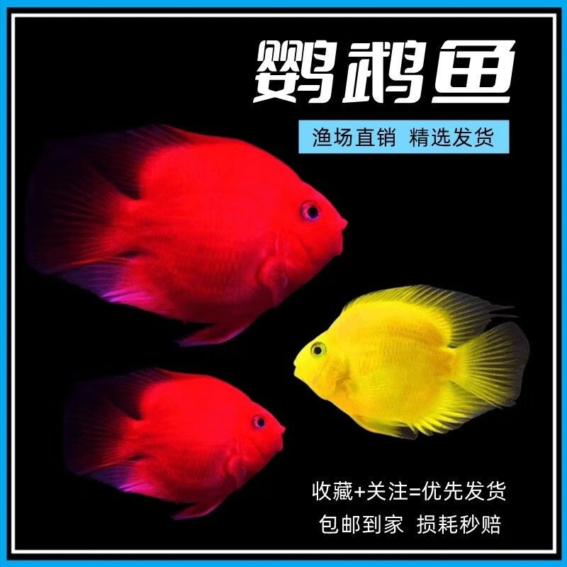 左格好养耐活黄鹦鹉鱼血红元宝鹦鹉鱼活体热带鱼观赏鱼中大型鱼可混养