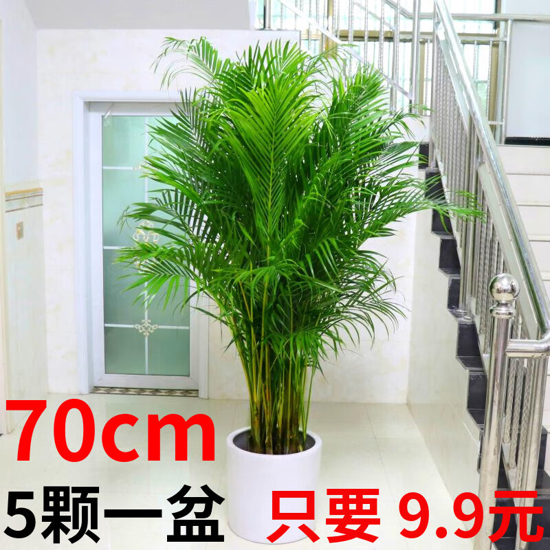 南有竹散尾葵盆栽绿植花卉凤尾竹室内客厅大型植物夏威夷富贵椰竹子盆栽 50-70厘米高5棵一盆(抢购价) 不含盆怎么看?