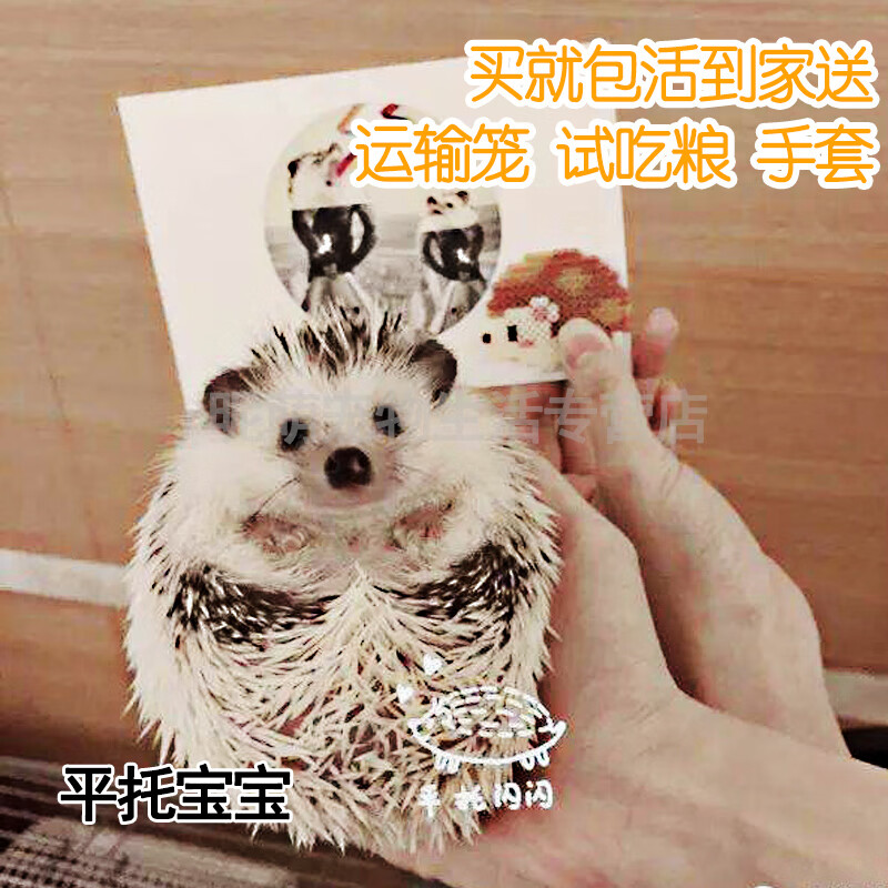 smvp非洲迷你刺猬活物纯种无虫打过疫苗活体家养刺猬幼崽带笼子 平托