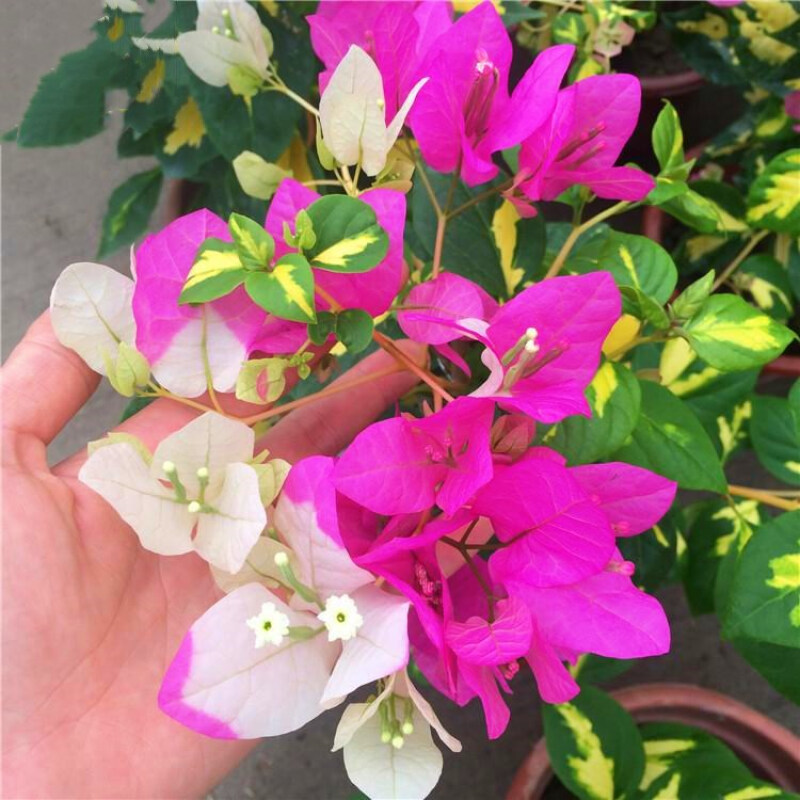 重瓣爬藤老桩庭院攀援植物花苗多色阳台花卉绿植盆栽盆景 金心双色 5