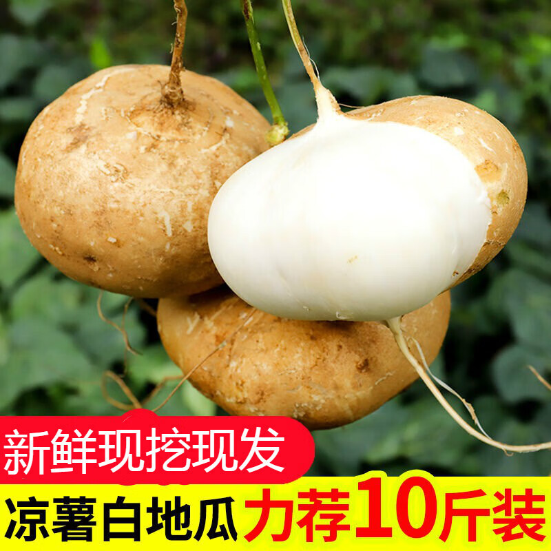 京营凉薯新鲜现挖白地瓜沙葛白薯生吃水果蔬菜农家番薯即食脆甜白豆薯