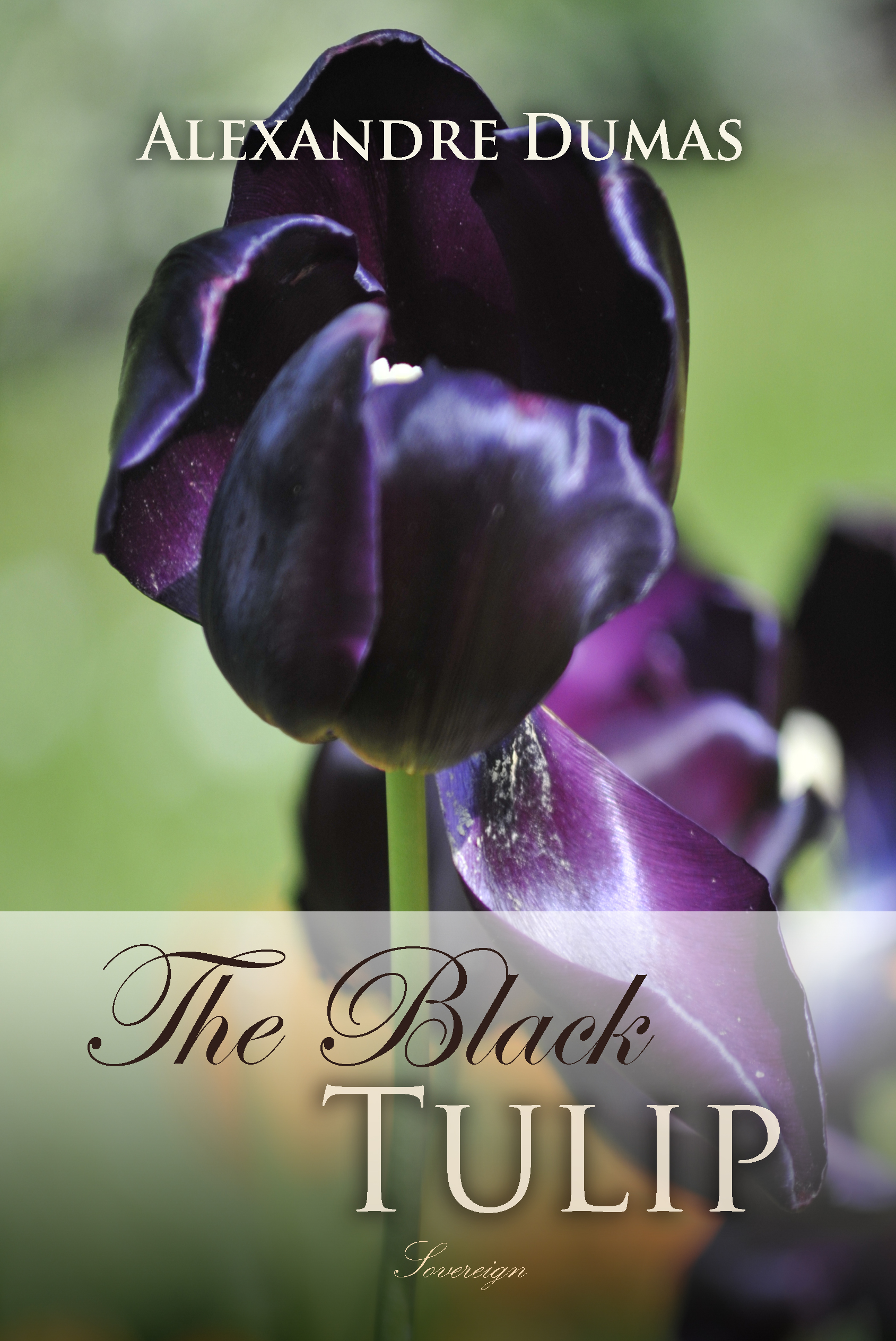 the black tulip