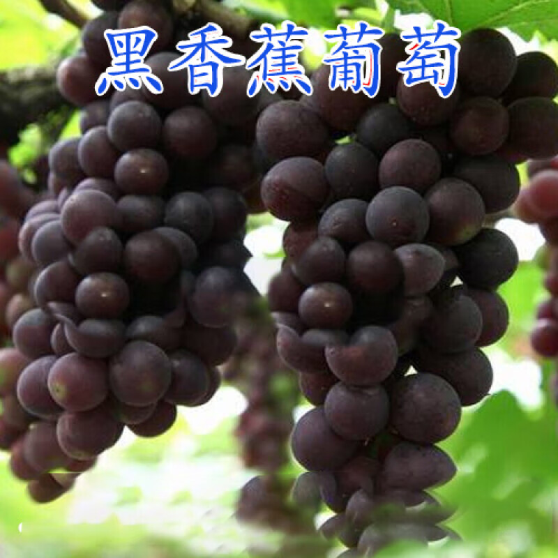 苏跃抗寒不下架黑香蕉葡萄苗玫瑰香苗 庭院地栽盆栽果树苗南方北方种