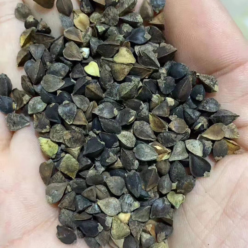 五谷杂粮甜荞麦苦荞麦种子红高粱大麦黑小麦燕麦青稞谷子小米水稻 甜