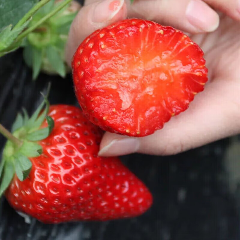 勿语精选大凉山露天种植新鲜草莓现摘现发 农家草莓产地直发10年老店 4盒中大果单果12g+ (44-80枚)净重2.1-2.6斤