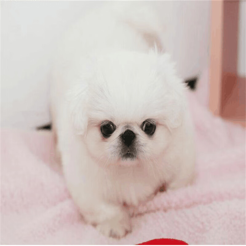 京巴犬幼犬纯种宠物狗狗活体幼崽小型犬 宠物级 a款 公