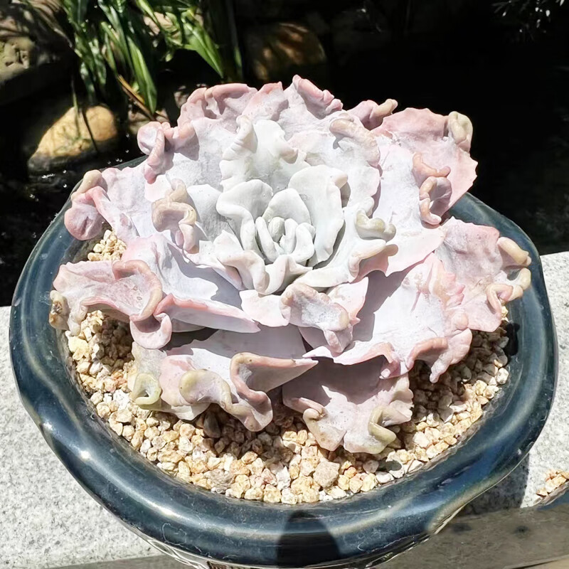 七抒进口大颗白饺子皮老桩稀有多肉植物办公室内花卉盆栽阳台 小颗