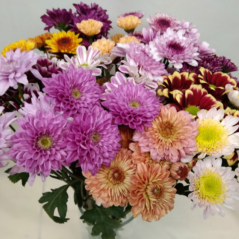 花努力混搭花束 混色 混色小菊10支